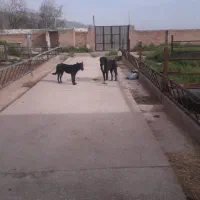 اجاره گاوداری|اجارهٔ دفتر صنعتی، کشاورزی، تجاری|مرودشت, محمد آباد|دیوار