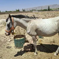 اسب|اسب و تجهیزات اسبسواری|سیاخ دارنگون, |دیوار