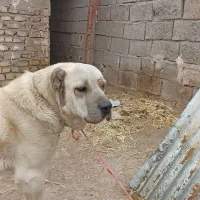 واگذاری سگ نگهبان سرابی همه چی تمام