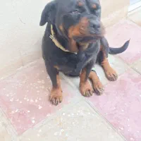 سگ نگهبان|سگ|هشتگرد, تهران دشت|دیوار