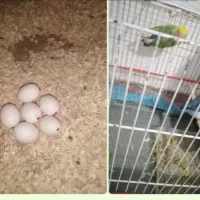 جفت کوتوله