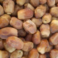 قصب(خرمای)زاهدی|عمده‌فروشی|جهرم, |دیوار