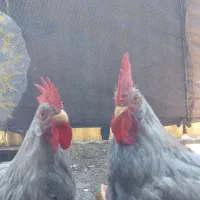 مرغ وخروس