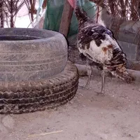 بوقلمون محلی
