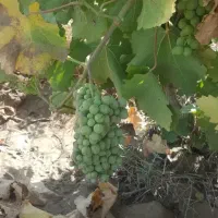 باغ