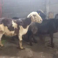 بره.گوسفند.سه راس شیشگ