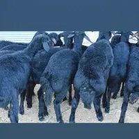 بره ماده قره قزل گوسفند میش قوچ شیشک افشار دوقلو