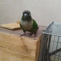 گرینچیک بلک کاپ|پرنده|شیراز, اکبر آباد|دیوار