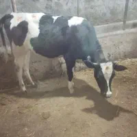 گوساله|حیوانات مزرعه|ترکمانچای, |دیوار