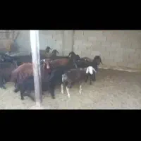 ۲۰راس بره نره افشار|حیوانات مزرعه|ارزوئیه, |دیوار