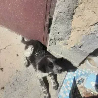 سگ معاوضه با پرنده|سگ|لردگان, |دیوار