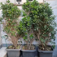گل وگیاه طبیعی با گلدان|گل و گیاه طبیعی|تهران, شهرک ولیعصر جنوبی|دیوار