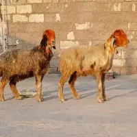 2 راس میش بختیاری