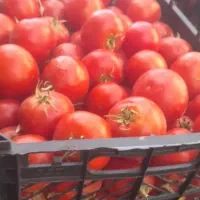 گوجه ربی زنجان|خوردنی و آشامیدنی|قم, نیروگاه|دیوار