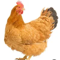 مرغ