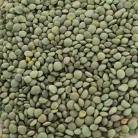 عدس دیم پاک شده