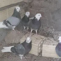 ۱۵عدد شازده سبز بیشترشون نر همه باهم دونه۵۰۰