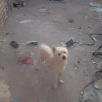 پامر روباهی|سگ|یزد, |دیوار