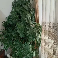 فروش درختچه آپارتمانی شفلرا  20 ساله