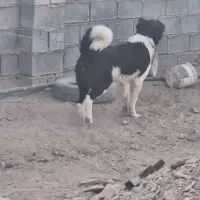 توله قدرجونی اصیل درجه یک