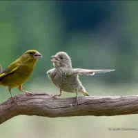 قطعه بندی مرغ ب قیمت عمده