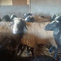 قوچ نژاد شال|حیوانات مزرعه|شال, |دیوار