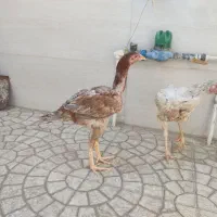 دوعددمرغ لاری اصل