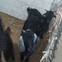 بز و گوسفند|حیوانات مزرعه|مهر, |دیوار