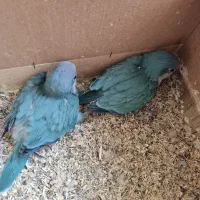 جوجه طوطی راهب|پرنده|اصفهان, شیخ طوسی|دیوار