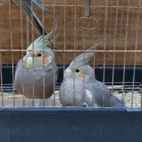 طوطی عروس|پرنده|قم, دورشهر|دیوار