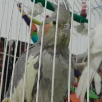 عروس هلندی سینامون