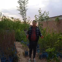 پیش فروش نهال برای پاییز 1404اغاز شد