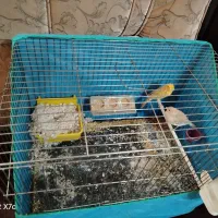 قناری دم تخم