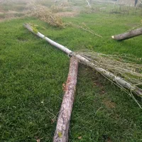 هرس کردن درختان وخرید چوب درهمه مکان|خدمات باغبانی و درختکاری|اردبیل, |دیوار