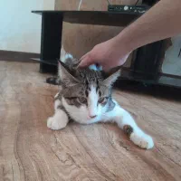 واگذاری گربه ی نر دستی و بی صدا و آرام