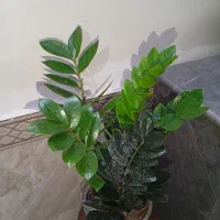 گلهای زیبا وشاداب|گل و گیاه طبیعی|مشهد, اروند|دیوار