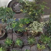 گل های آپارتمانی زیره قیمت خرید|گل و گیاه طبیعی|محمدیه-قزوین, |دیوار