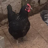 فروش مرغ مشکی پا کوتاه