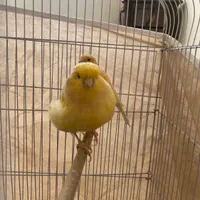دو قناری نر رسمی پرتغالی