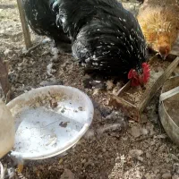 خروس تزئینی.|حیوانات مزرعه|تربتحیدریه, فرمانداری|دیوار