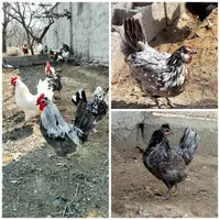 تخم مرغ نطفه دار گلین پنگوینی و اصیل عشایر|حیوانات مزرعه|کرج, شهریار|دیوار