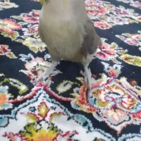 طوطی برزیلی|پرنده|رباط‌کریم, رباط‌کریم|دیوار