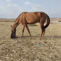 نریان ترکمن 3 ساله سواری شده برگه کشش دار