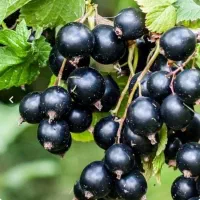 فروش ویژه نهال|گل و گیاه طبیعی|قم, آزادگان|دیوار