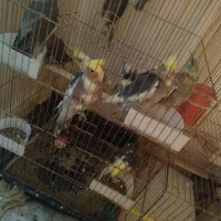 11 عدد عروس هلندی|پرنده|توکهور, |دیوار