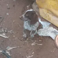 سگ شکاری پیونتر