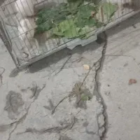 خرگوش
