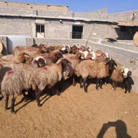 ۴۳ راس میش آبستن سنگین و بره دار