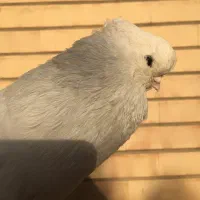 نوک قنار|پرنده|شاهین‌شهر, خانه کارگر|دیوار