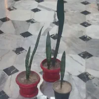 گل سانسوریا